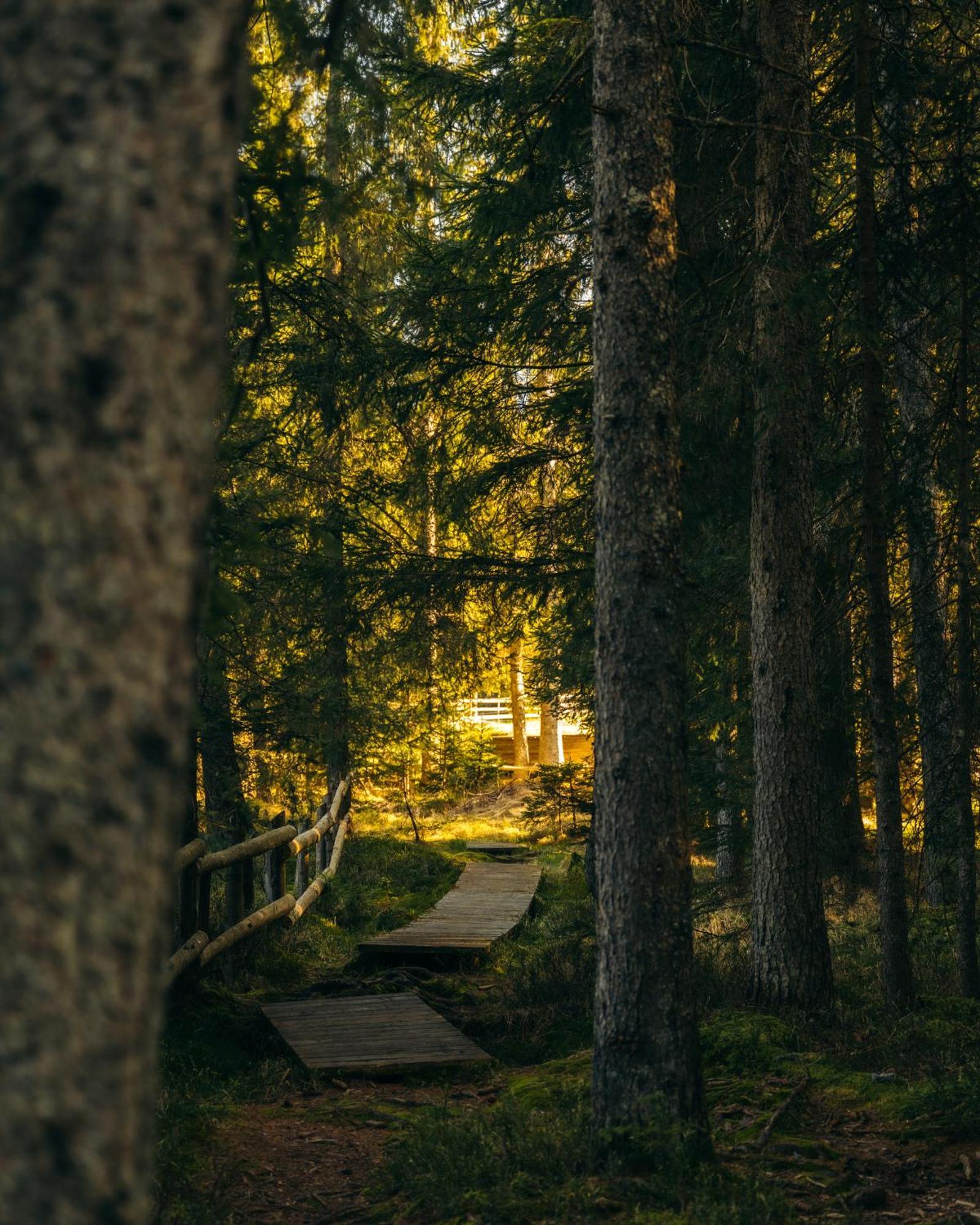 Forest Apartments Pokljuka Згорнье-Горье Экстерьер фото